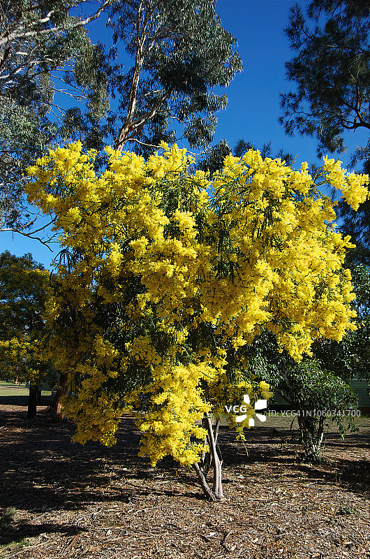 盛开的金色金合欢树图片素材
