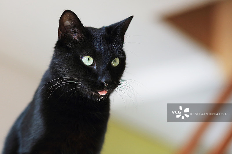 伸出舌头流口水的黑猫图片素材
