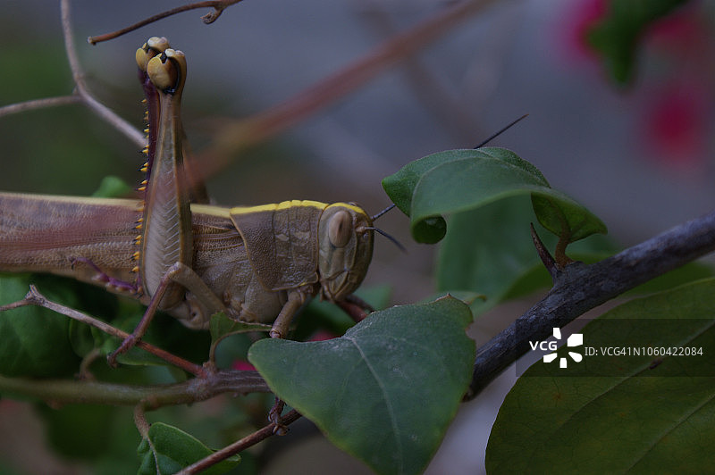 大棕色蚱蜢图片素材