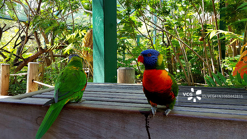 动物园里的鹦鹉图片素材