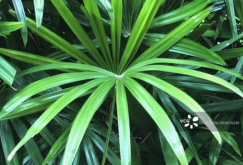 绿色热带叶子图片素材