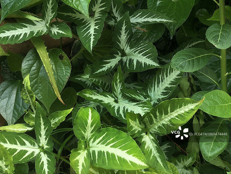 绿色热带叶子图片素材