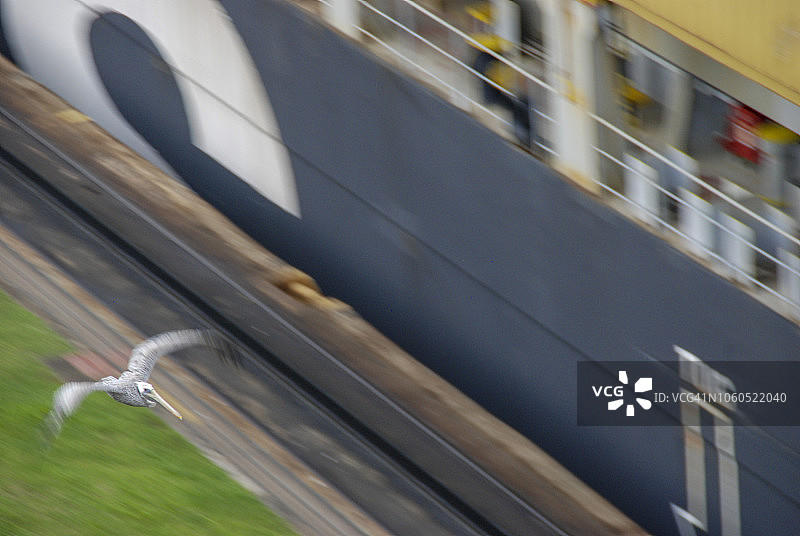 巴拿马运河的鹈鹕图片素材