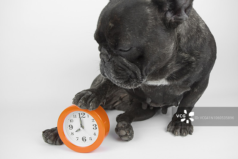 小狗和闹钟图片素材