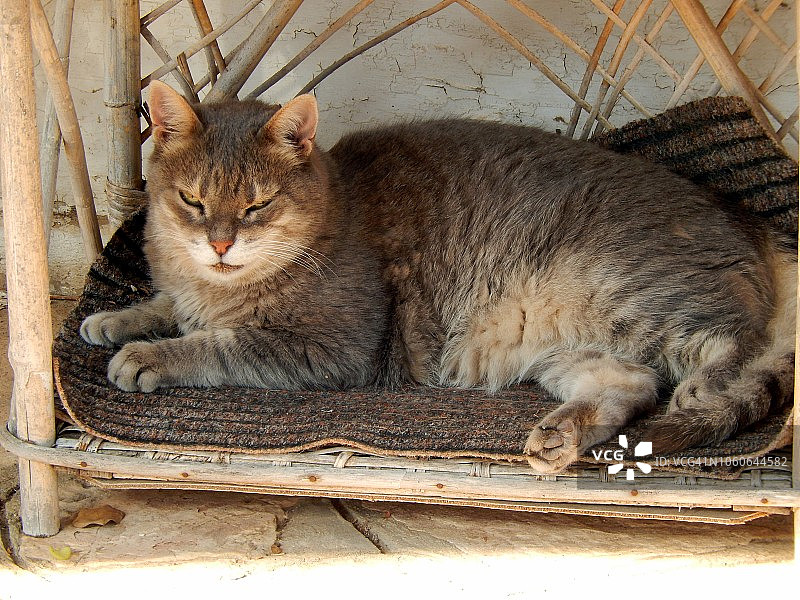 一只放松的埃及猫在小睡图片素材