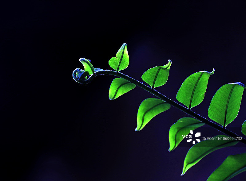 黑色背景上的蕨类叶图片素材