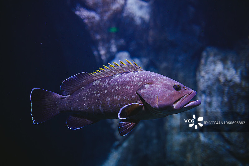 暗色石斑鱼图片素材