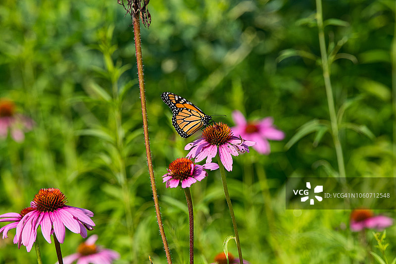 花朵上的帝王蝶特写图片素材