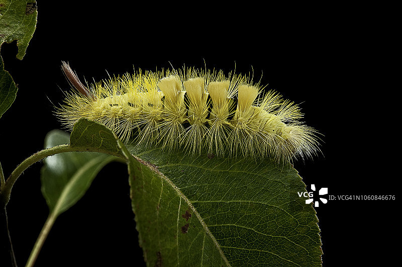 Calliteara pudibunda 毛虫图片素材