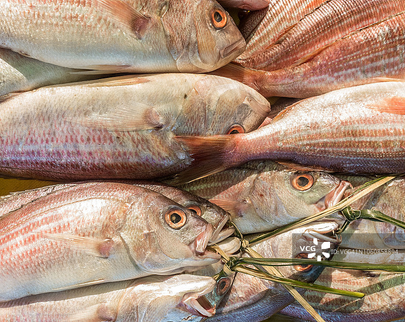 新鲜银鱼渔获图片素材