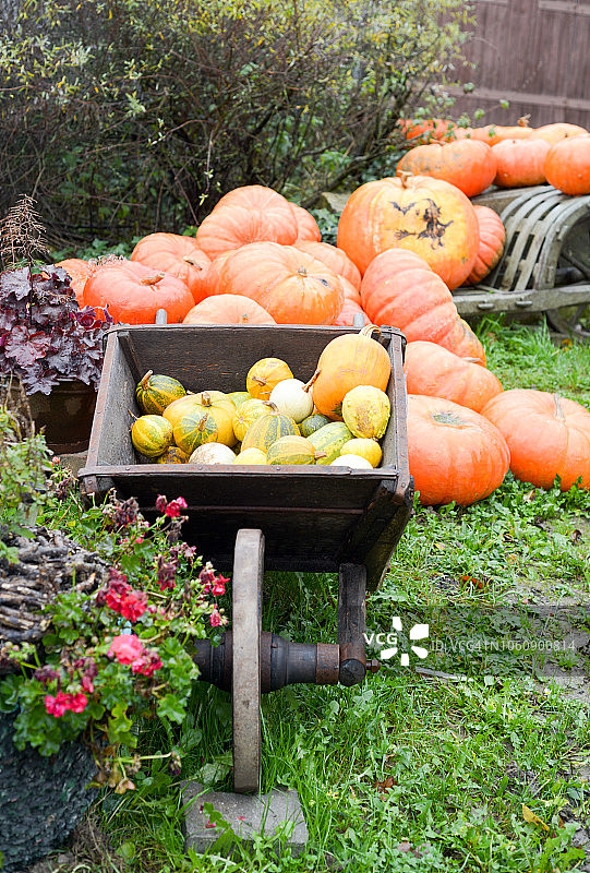老式手推车里的南瓜图片素材