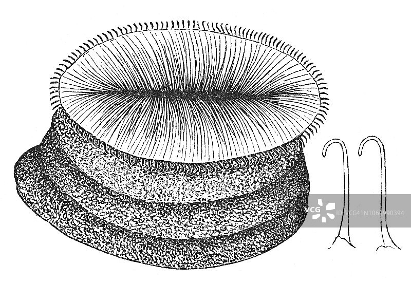 蚕的腹足和毛发图片素材