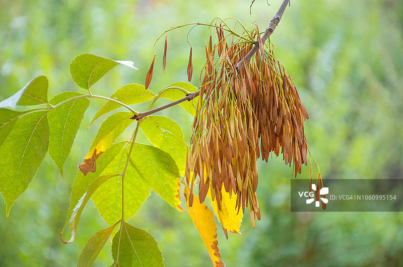 北美白蜡树图片素材