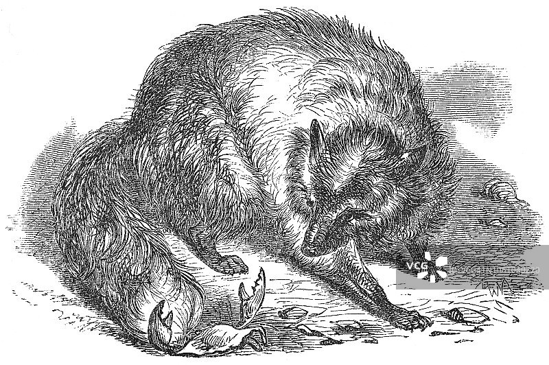 银狐（19世纪）图片素材