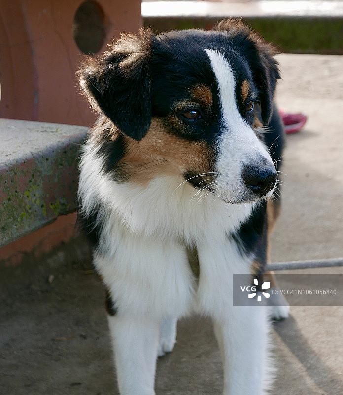公园里的澳洲牧羊犬图片素材