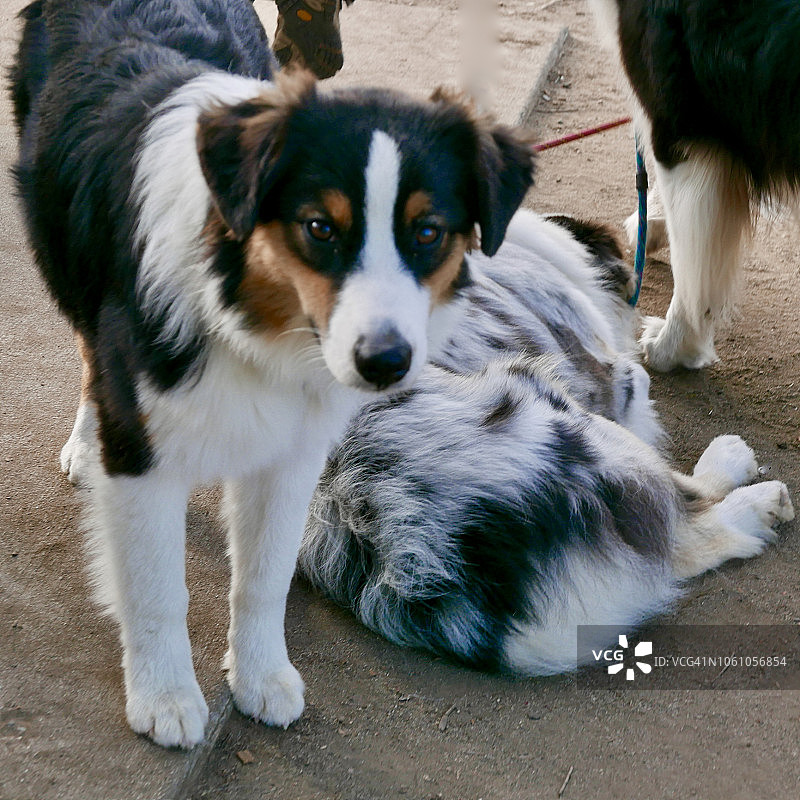 公园里的澳洲牧羊犬图片素材