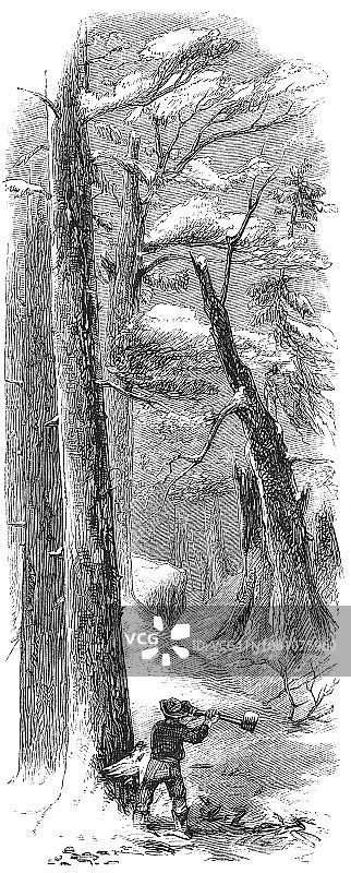 19世纪美国缅因州彭obscot县伐木工人砍树场景图片素材