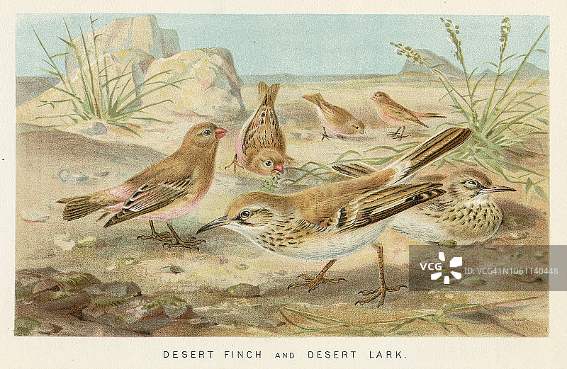 1896年雀类和云雀鸟彩色石印画图片素材