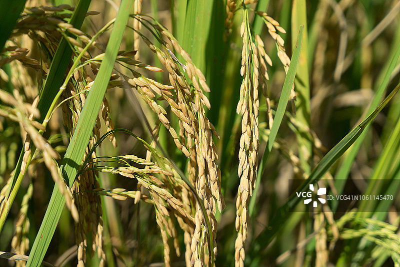 聚焦待收割的黄色泰国茉莉香米图片素材