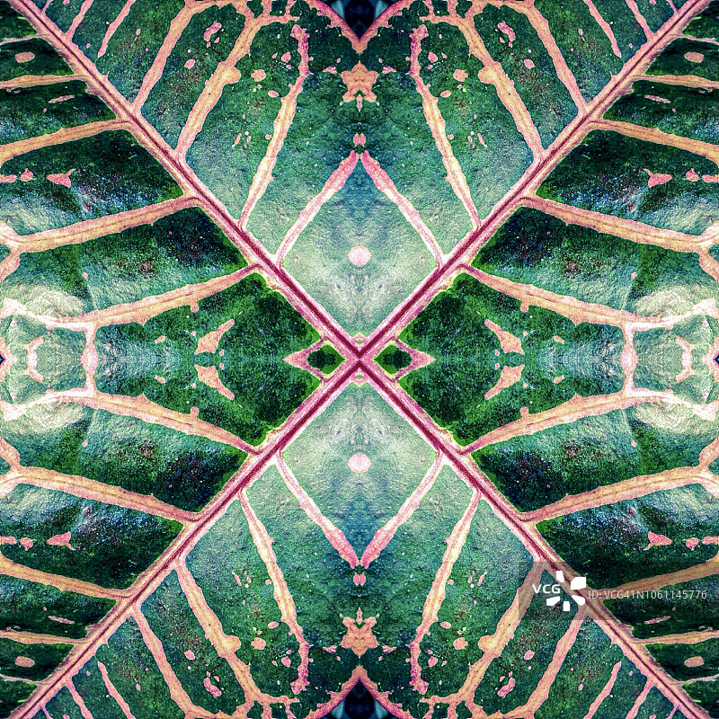 变叶木图片素材