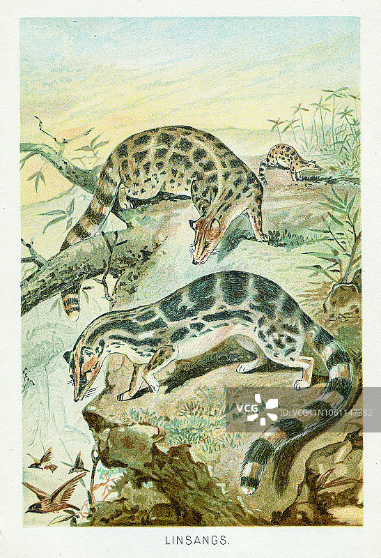 1896年林麝彩色石印画图片素材