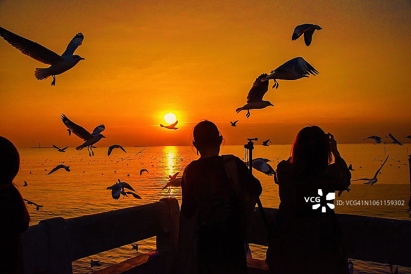 泰国日落海边拍摄海鸥背影图片素材