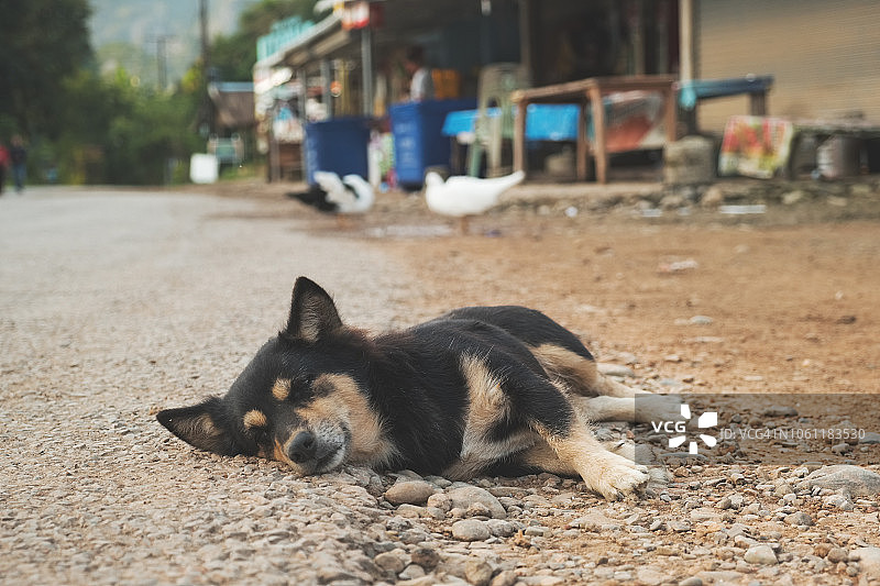 老挝乡村街道上躺着的可爱小狗图片素材