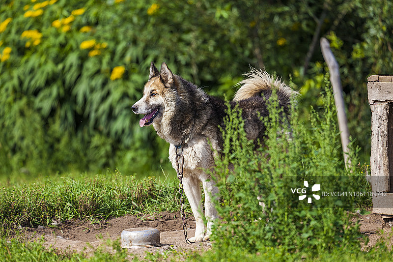 堪察加半岛的哈士奇雪橇图片素材