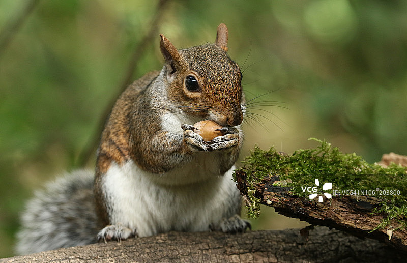 可爱的灰松鼠吃橡子图片素材