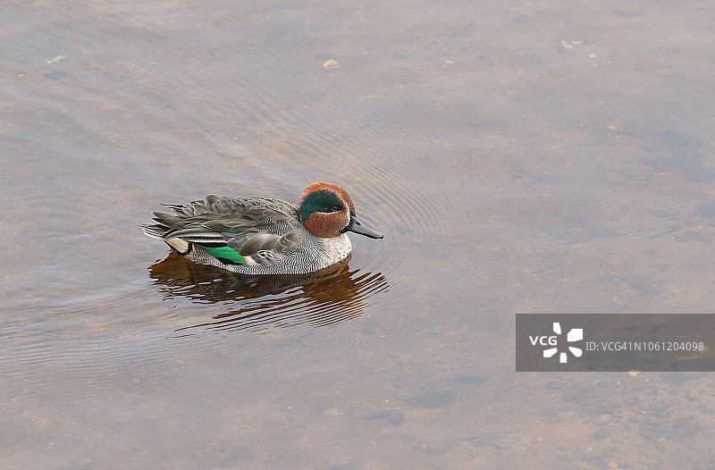在苏格兰沿海河口游泳觅食的雄性绿翅鸭图片素材