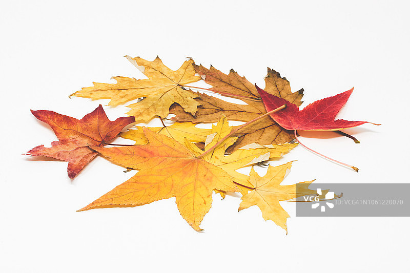 白色背景下的秋季干树叶特写图片素材