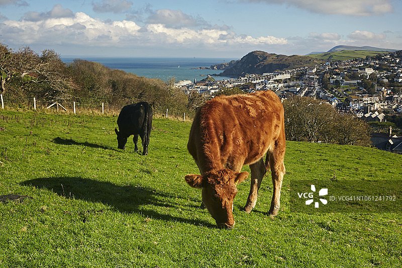 俯瞰伊尔fraccombe镇的两头牛的航拍图图片素材