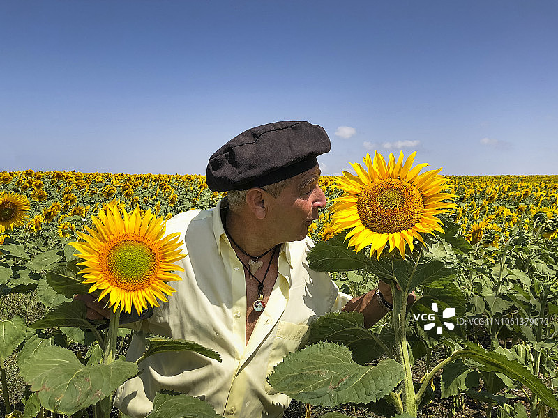 向日葵田图片素材