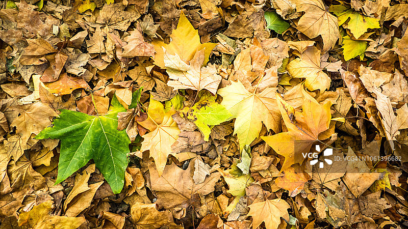 英国巴斯女王广场公园的秋叶景色图片素材