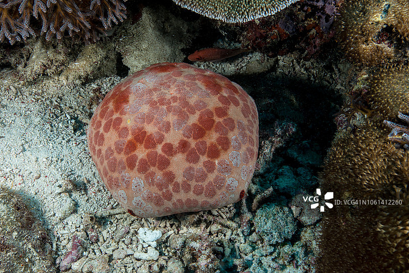 海底的海星图片素材