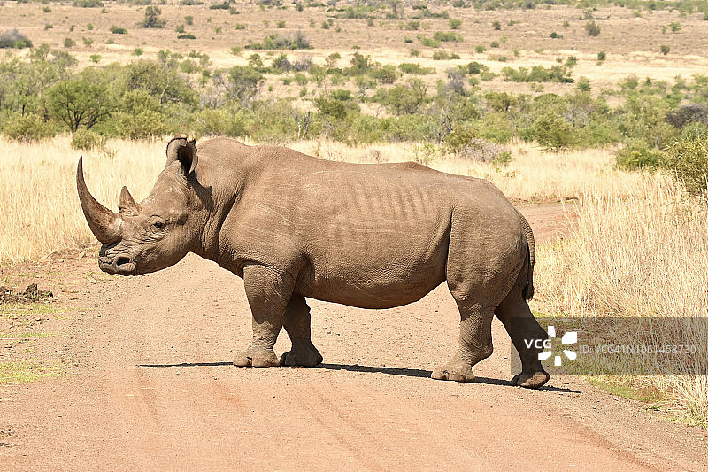 南非土路上的大型白色犀牛图片素材