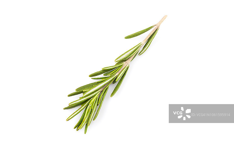 迷迭香特写白色背景图片素材