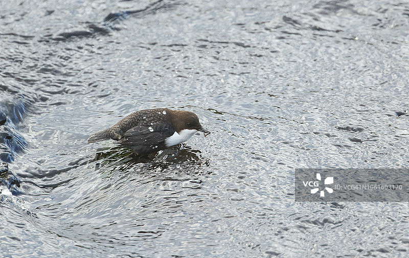一只漂亮的河乌站在苏格兰高地一条快速流动的河流中，嘴里叼着一只昆虫，那是它刚刚潜入水下捕获的图片素材