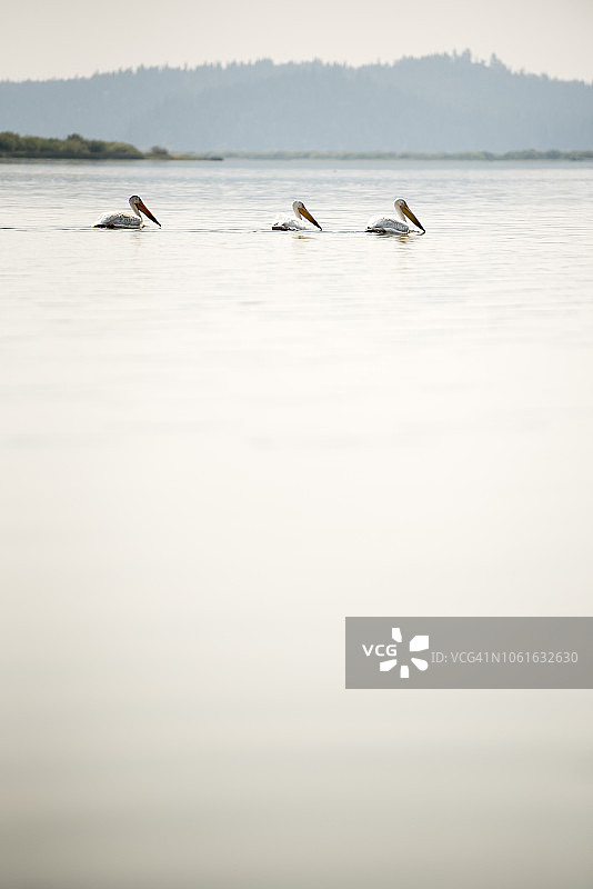 美国白鹈鹕在沙斯塔山附近的平静湖水中游泳图片素材