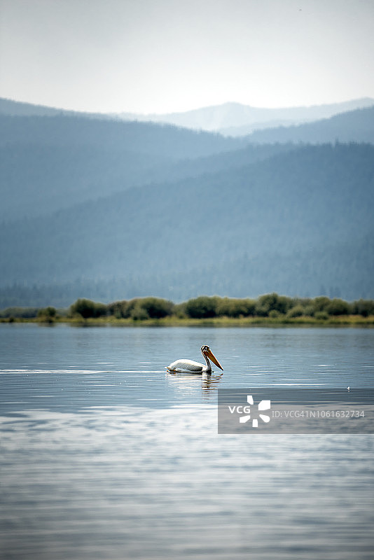 美国白鹈鹕在沙斯塔山附近的平静湖水中游泳图片素材