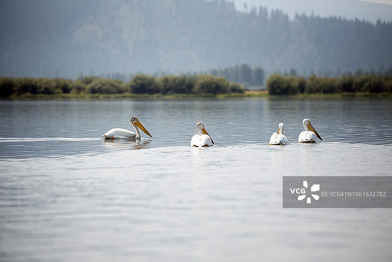 四只美洲白鹈鹕在俄勒冈州沙斯塔山附近的平静湖水中游泳图片素材