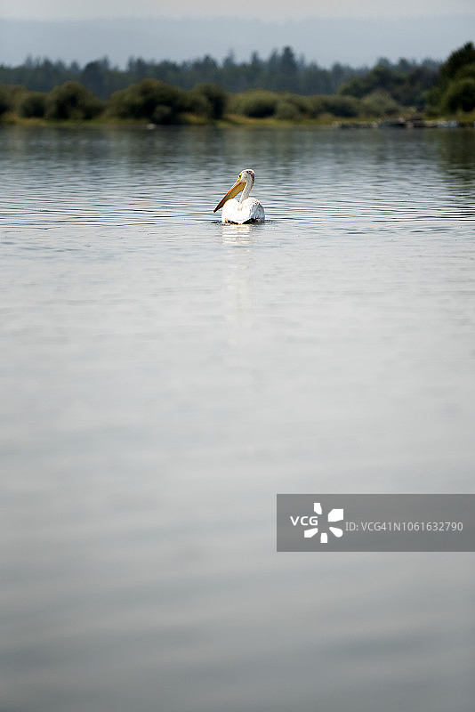 美国白鹈鹕在沙斯塔山附近的平静湖水中游泳图片素材