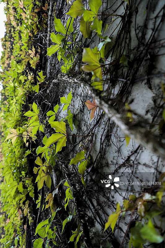 攀缘植物图片素材