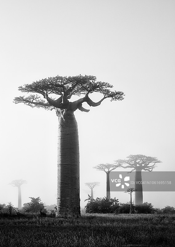 黎明薄雾笼罩的马达加斯加猴面包树大道竖版黑白照图片素材