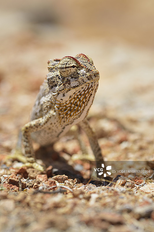 纳米夸变色龙图片素材