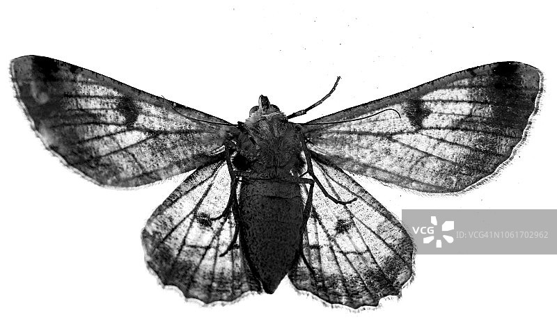 黑白蛾子图片素材