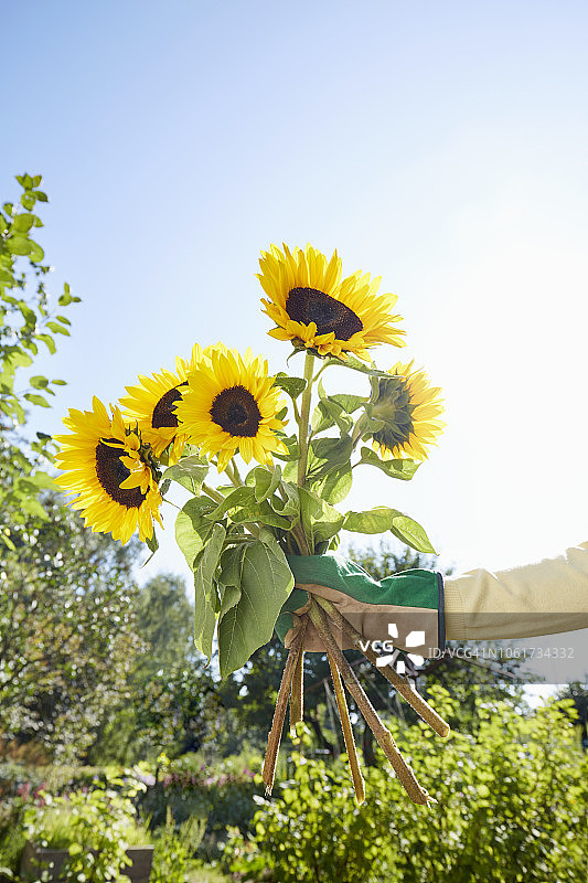 手拿花园里刚摘的一束向日葵图片素材