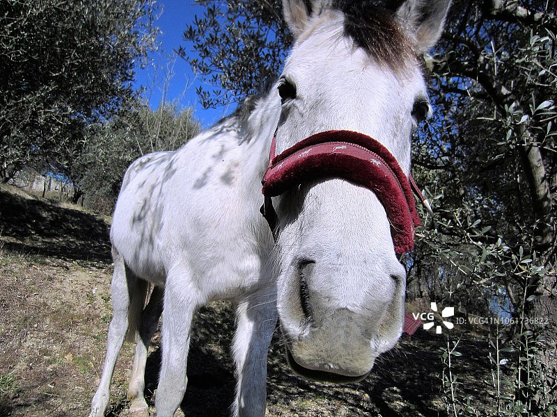 快乐的白马好奇地对着镜头眨眼问候图片素材
