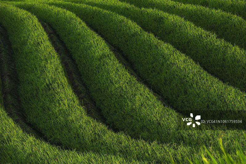 木 Cang Chai梯田上的曲线稻田图片素材