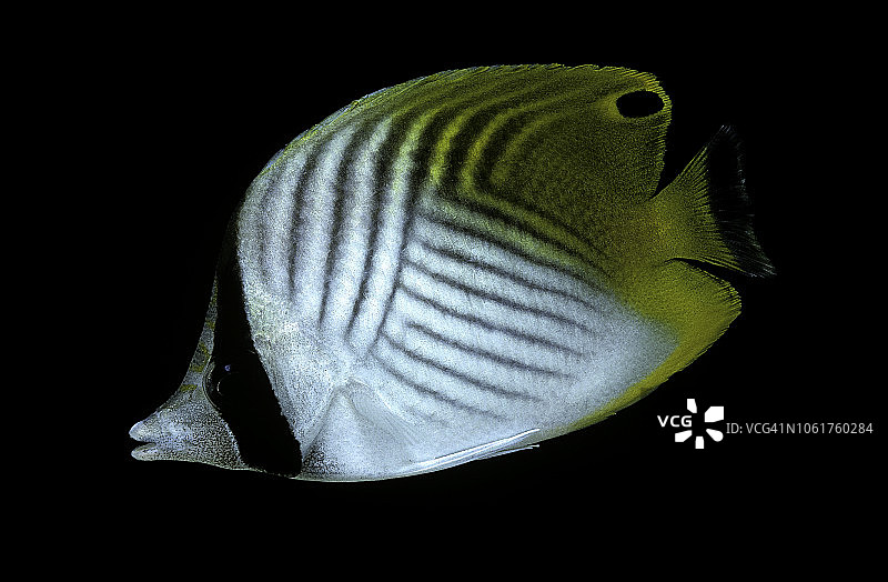 丝蝴蝶鱼图片素材